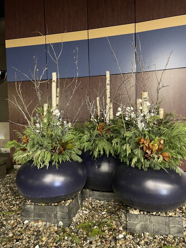 Three large planters with birch, greenery and white flowers