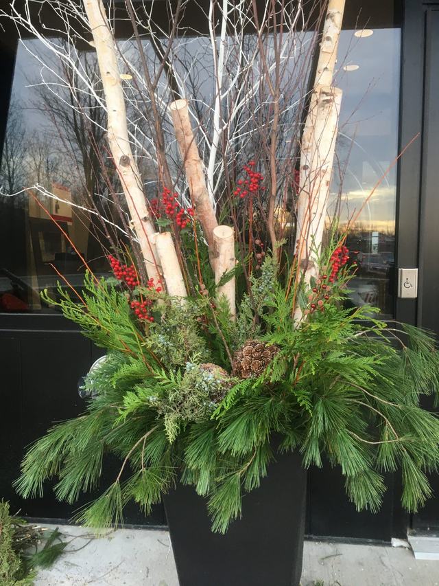 Winter planter with birch branches, pine and red berries